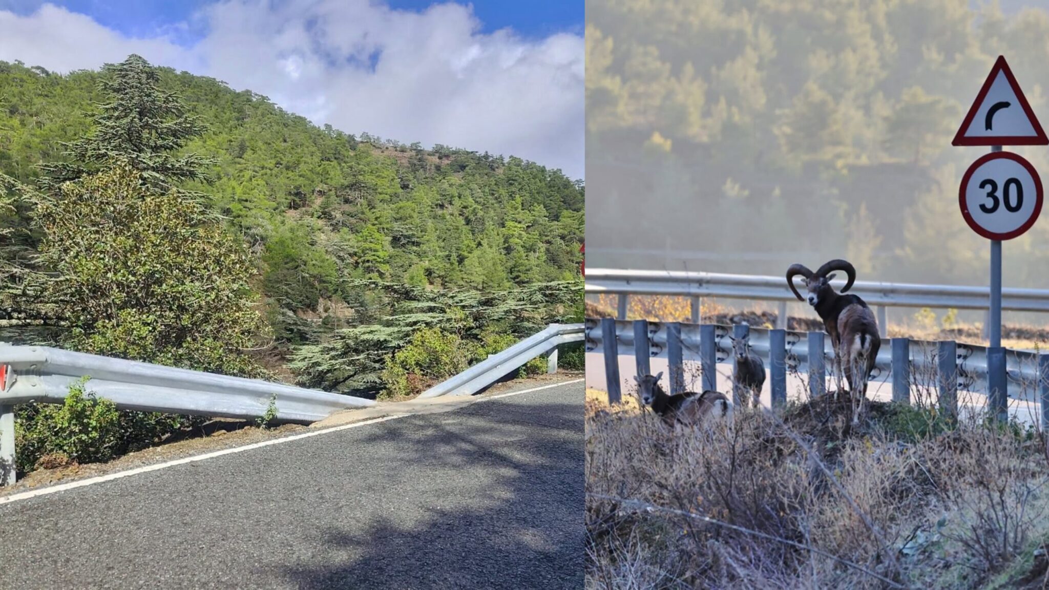 PHOTO: The Forestry Department created €52,000 worth of trails for wild game in the Paphos Forest