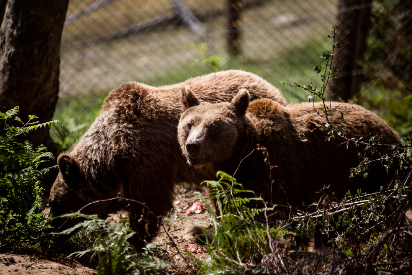 Alarm in Palometocho: A bear escaped from Melios Zoo Park