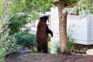 The worst was avoided; the bear that had escaped from Melios Zoo was located