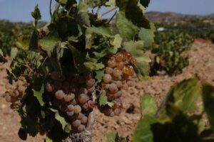 Troodos winegrowers are speaking out and asking for support from the government