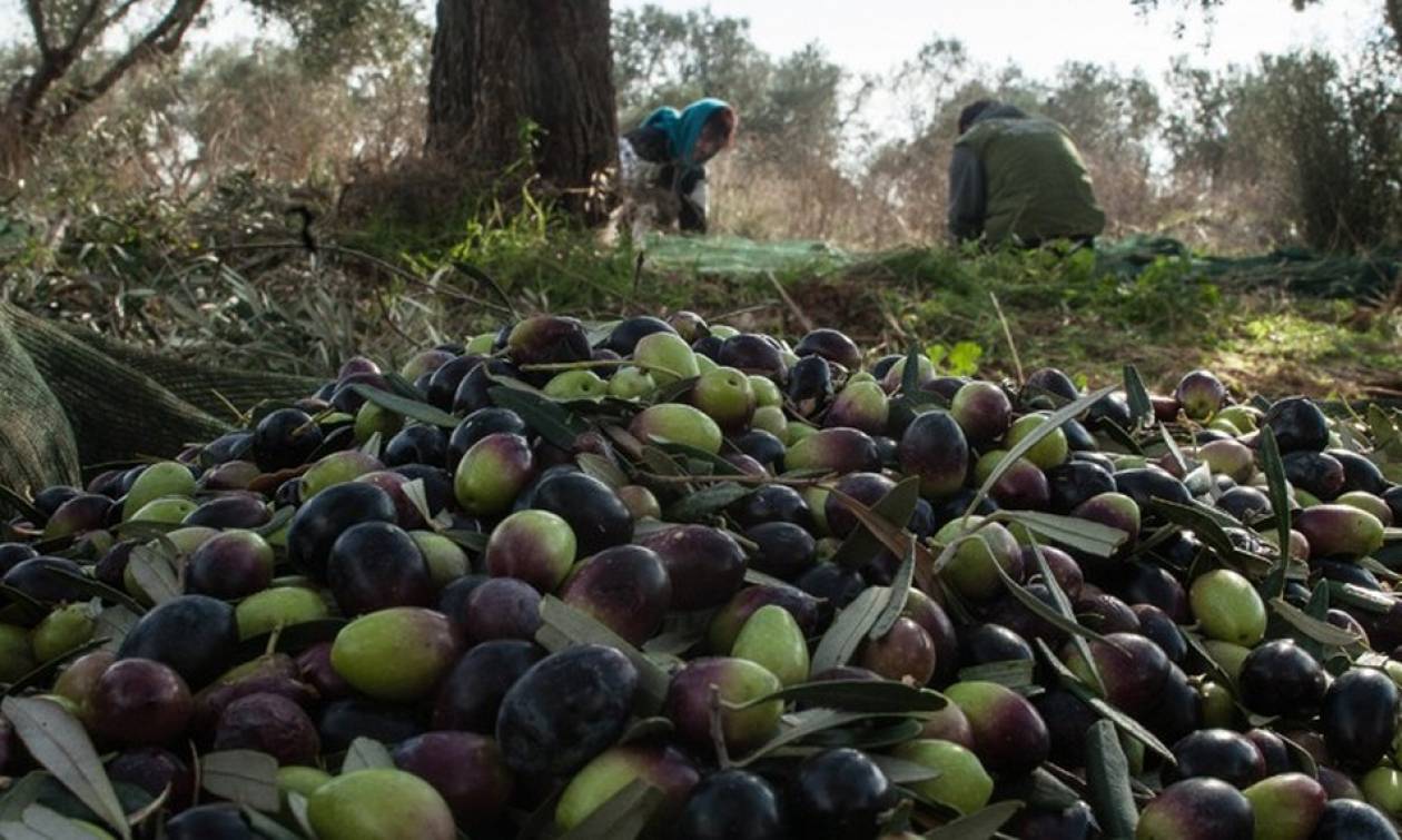 A 73-year-old man was found dead in his field in Ilia; he had gone to harvest his olives