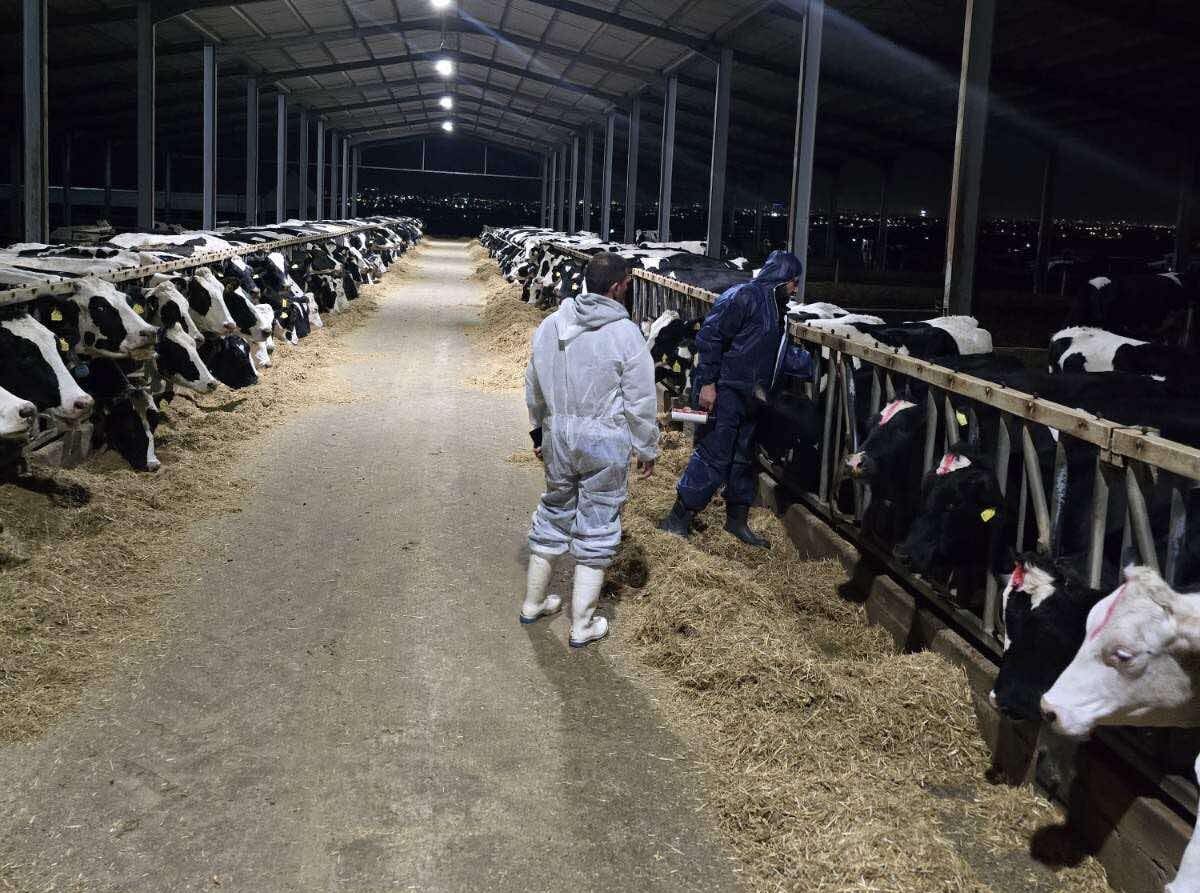Foot-and-mouth disease: Approximately 2,000 animals will be culled; the four farmers who were not compensated are taking their case to the Legal Service