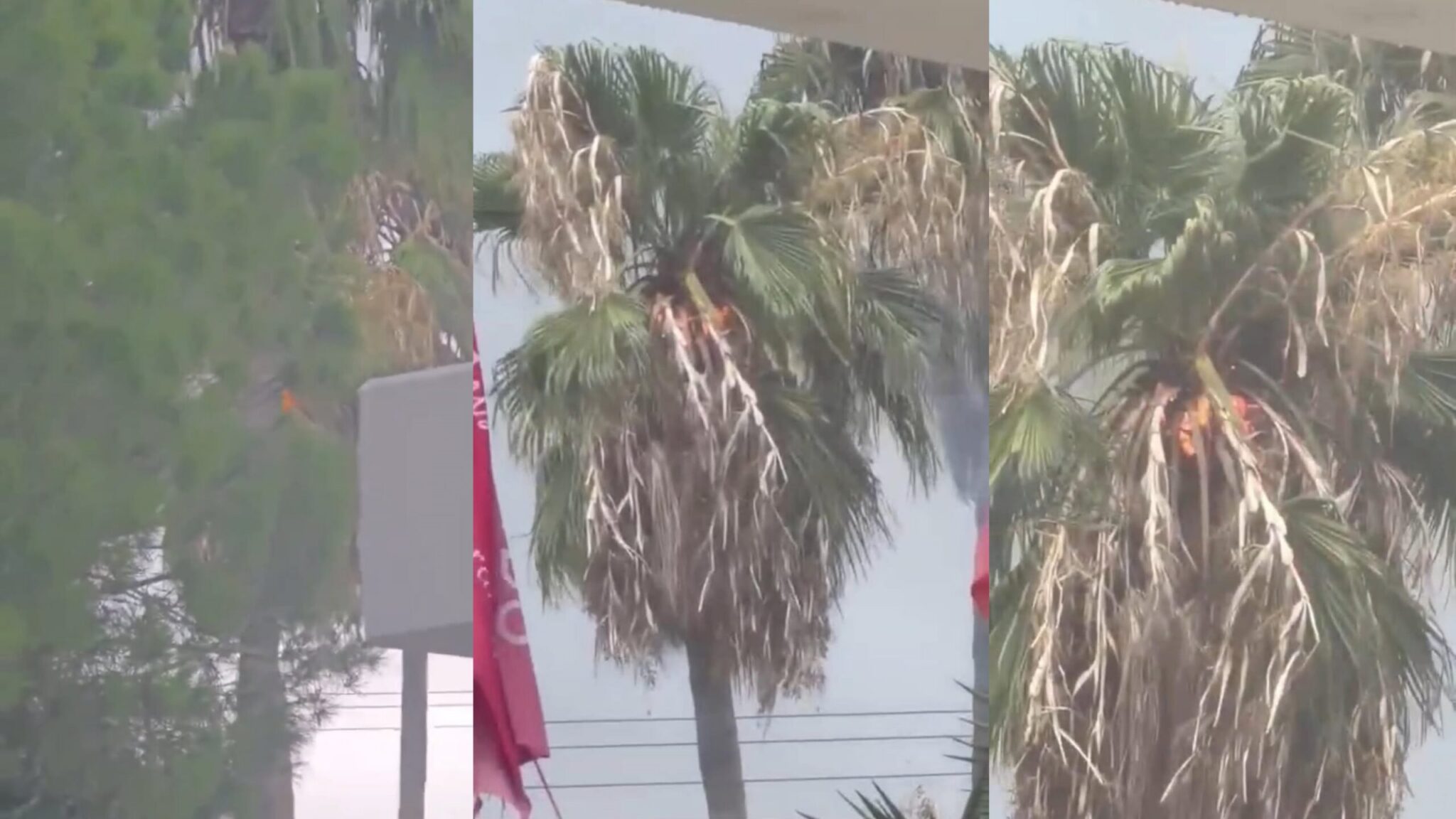 Lightning struck a palm tree in Paphos: Frame-by-frame footage of the moment the tree was engulfed in flames