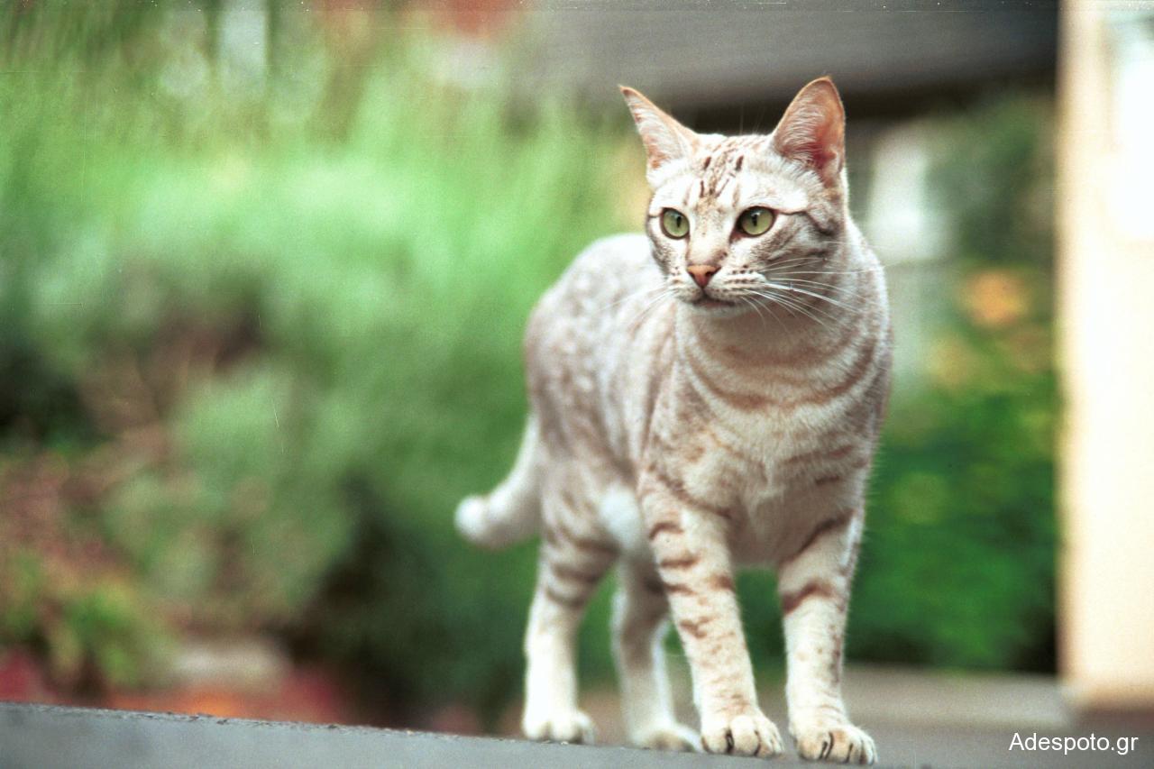 Man who killed his neighbor’s cat with a broomstick sentenced to two months in prison