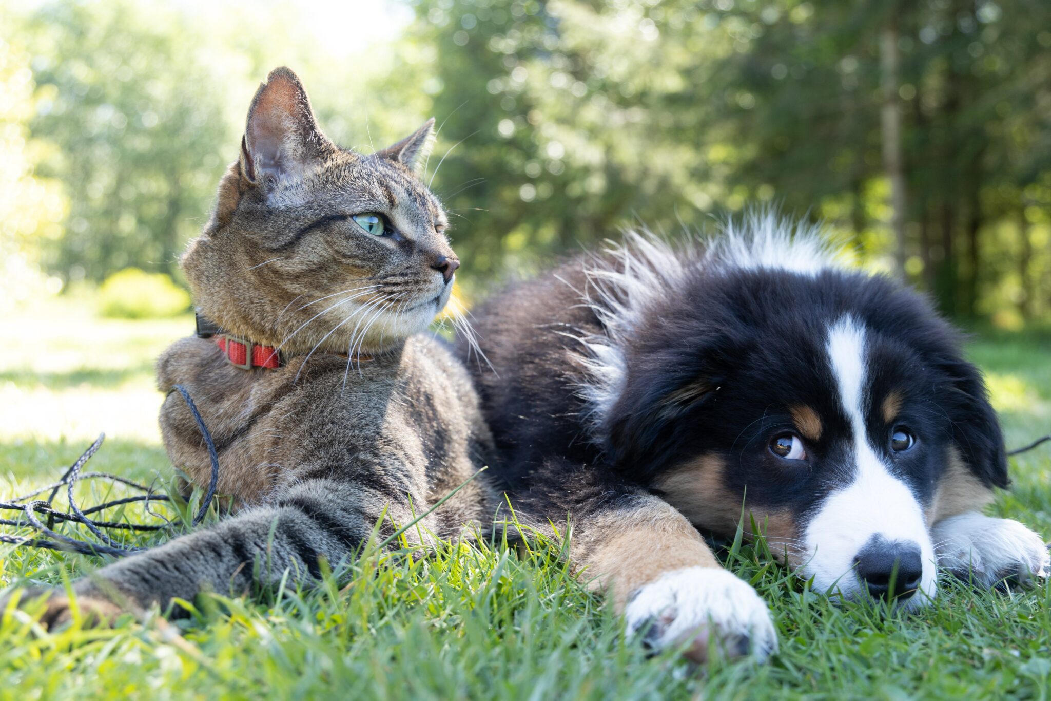 New incident involving dead cats and a dog in Vavla: “Impunity cannot continue”