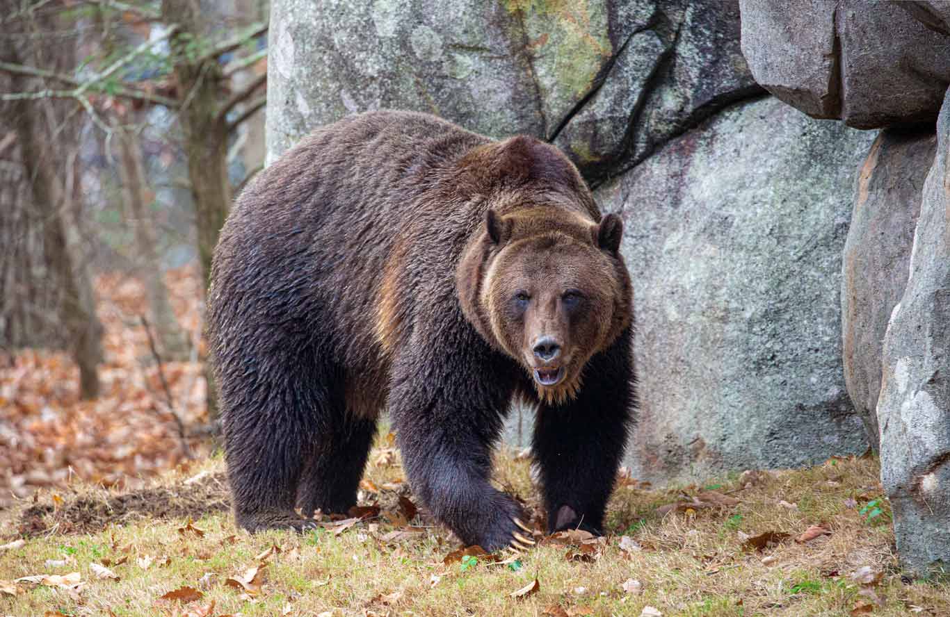 Melios zoo: This is how the bear escaped; police have launched an investigation into the incident