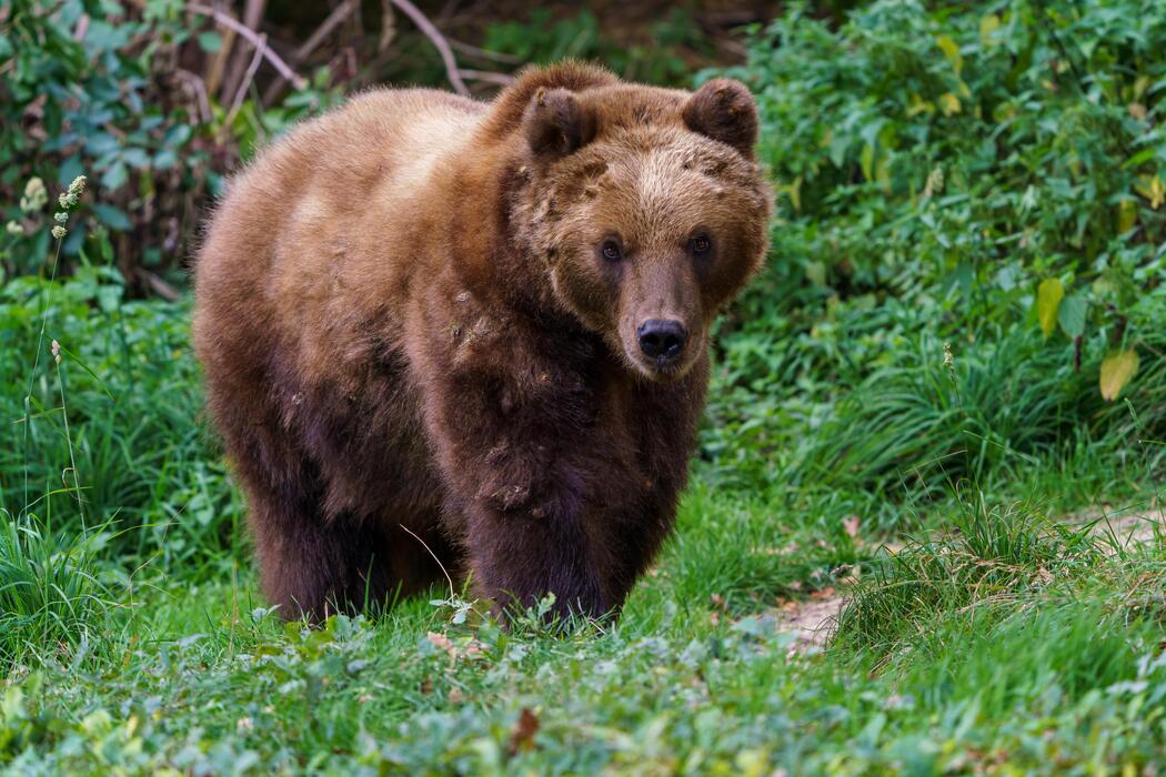 Bear that had escaped from Melios Zoo found