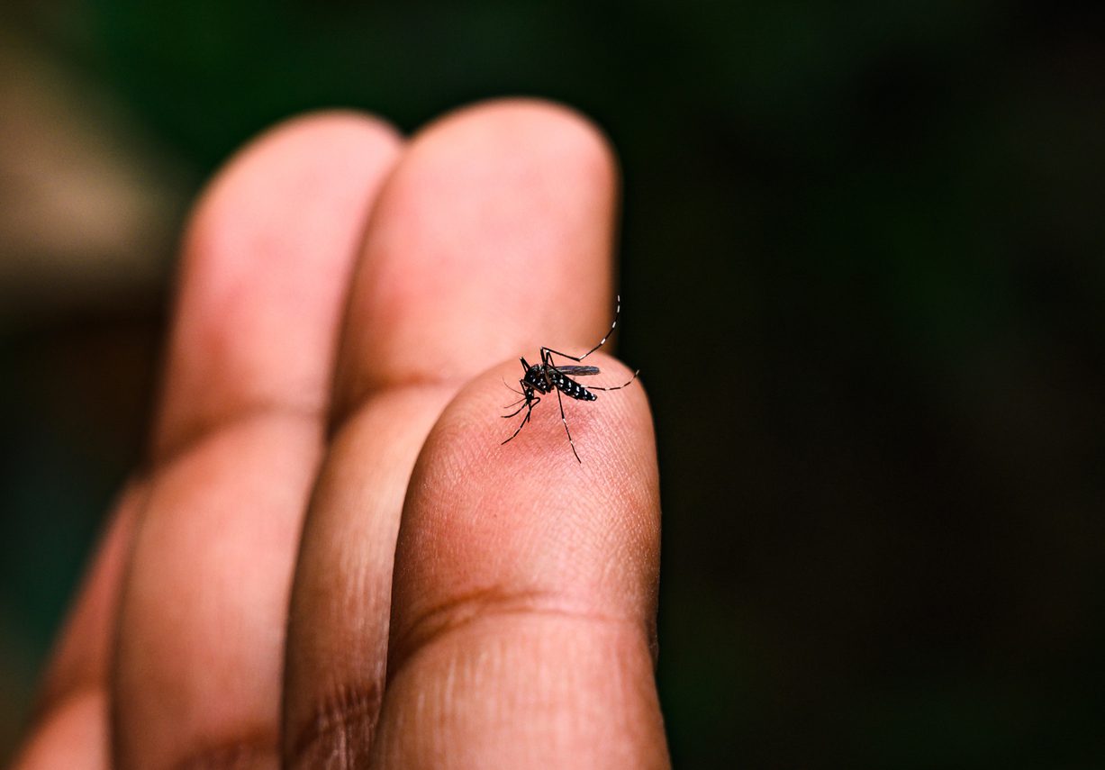Why are there still mosquitoes around, and why are they now biting during the day?