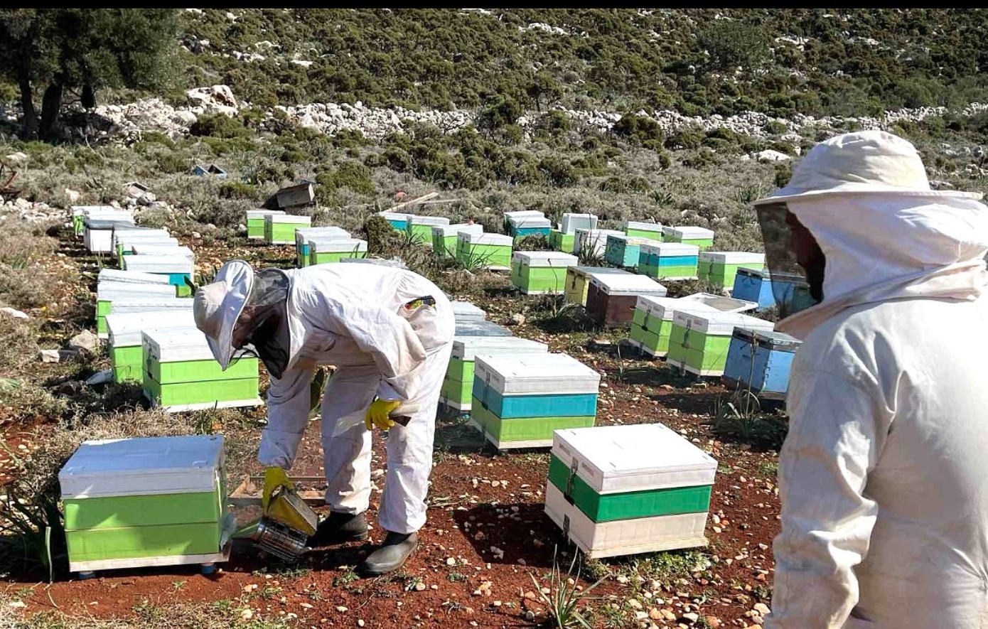 Tropilaelaps: The mite threatening Cyprus’s beekeeping industry, how it spreads, and Customs measures