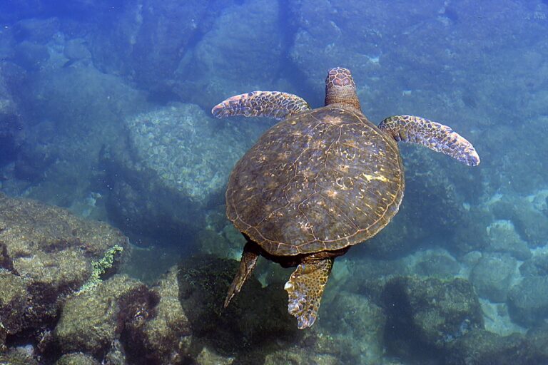 Cruelty in Polyaigos: A sea turtle was killed and hung on a rock