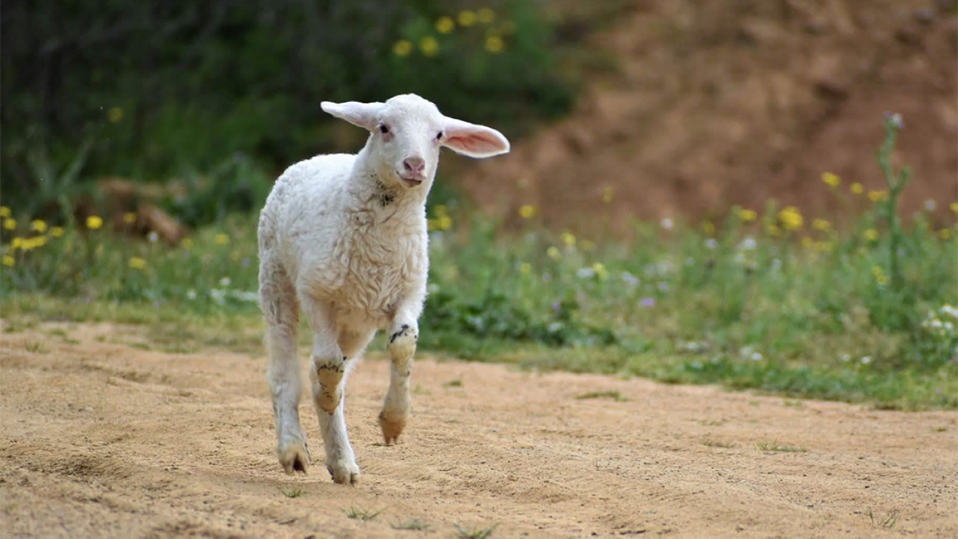 Cruelty in Tyrnavos: They stole and killed Popi, the ewe who had been adopted by animal lovers when she was a lamb