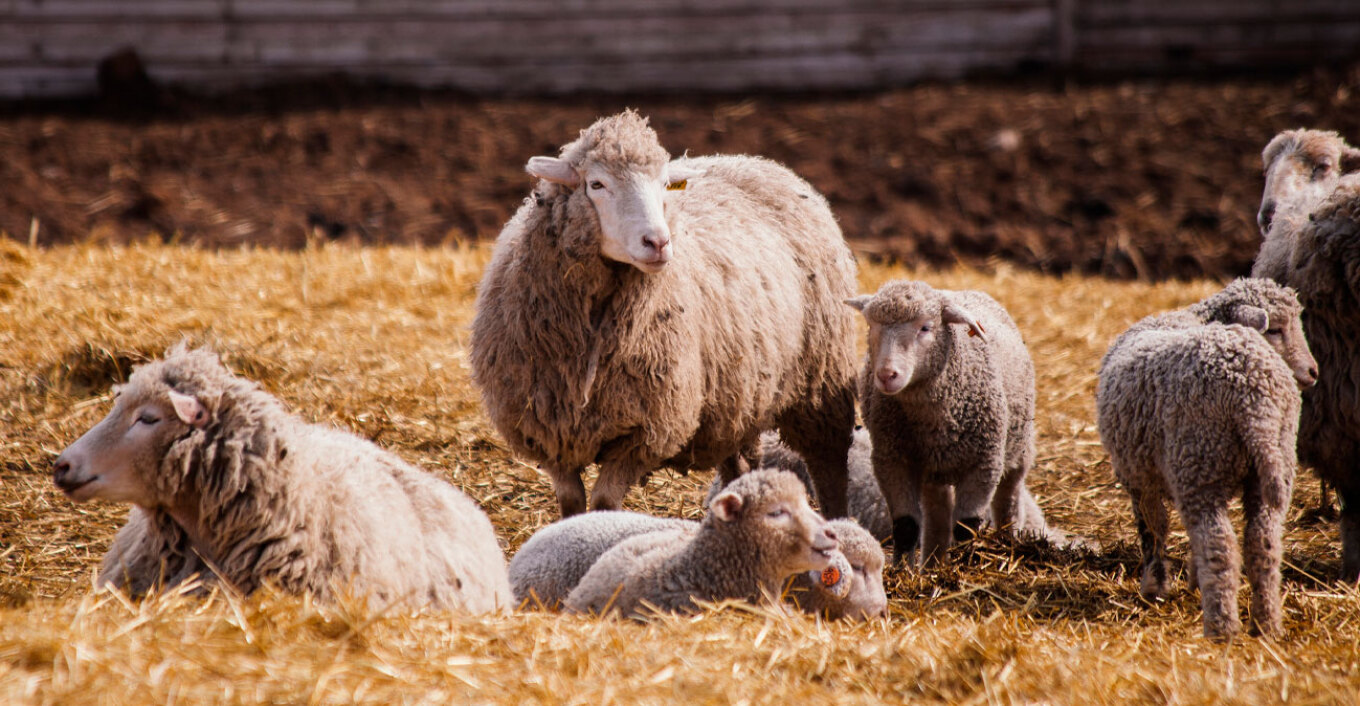 Catarrhal fever: “It’s getting out of hand,” warn goat and sheep farmers