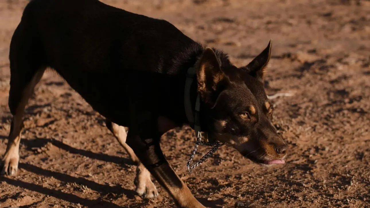 Attention drivers: Vehicle collisions with dogs in hunting areas