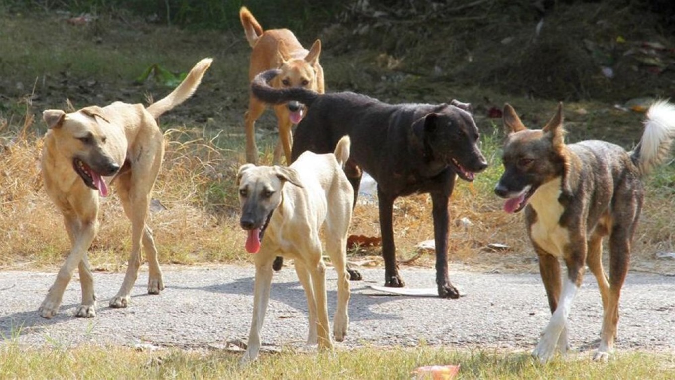 A 54-year-old woman was arrested in Thessaloniki for keeping more than 100 dogs, cats, and… goats in her home