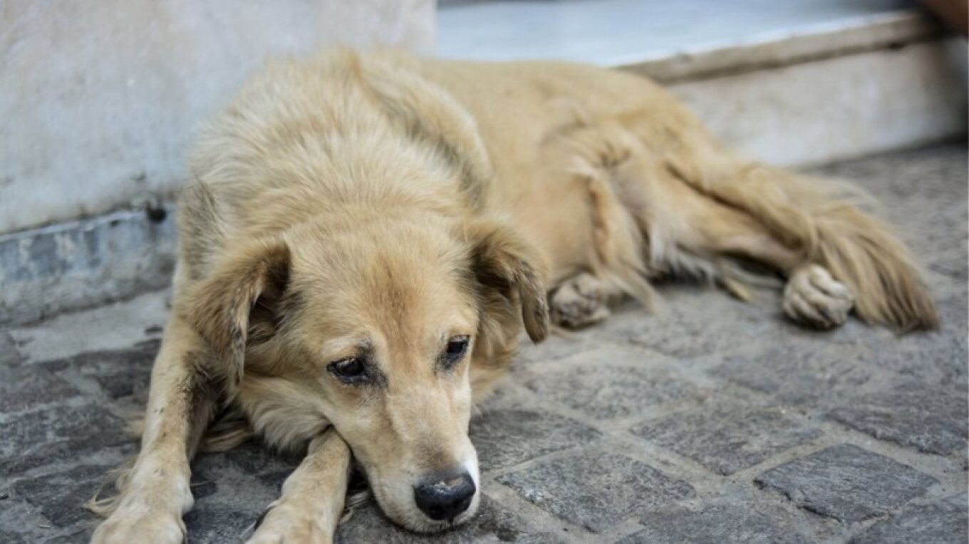 More than 200 cases of animal abuse in seven months—how many were filed in court?