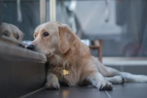 Horror in Elis: A dog was shot in the snout and found covered in blood