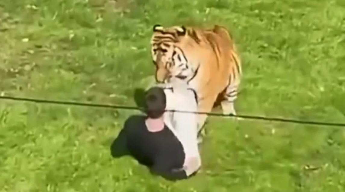 Tragedy in Britain: Man mauled by a tiger at a zoo in Yorkshire