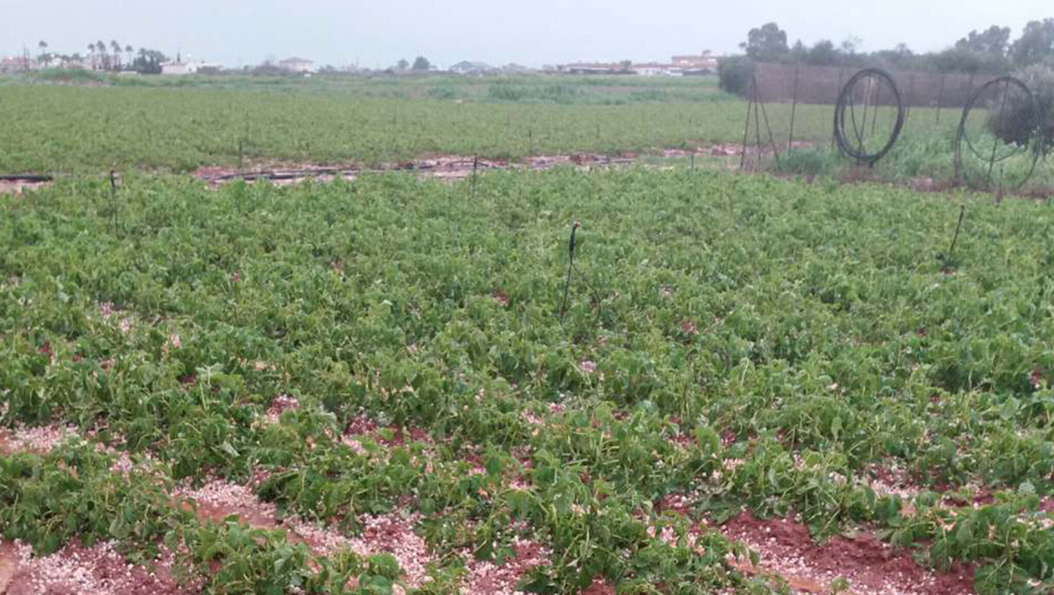 “The earth drinks up the water”: “Golden” rains for agriculture; negligible damage to farms and crops